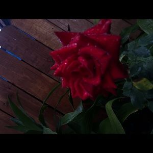 Meet your Posher, Nelly